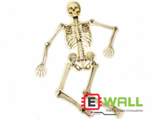 DIY Educational Human Skeleton Model Kit STEM Science Anatomy Learning Toy for Students